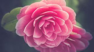 Pink flower green leaves dark 2 - naturalism free wallpaper