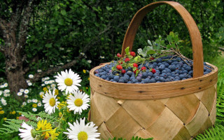 Berries daisies garden nature flower - still free wallpaper