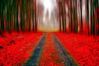 Red black forest road autumn - autumn free wallpaper