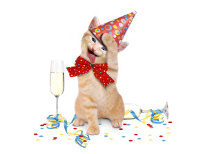 Cat party hat bow tie - confetti free wallpaper