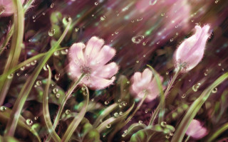 Pink flowers water droplets green 7 - a green stem in the foreground free wallpaper