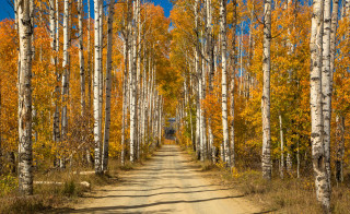 Dirtroad yellowleaves bluesky autumn sunset - yellow leaf free wallpaper