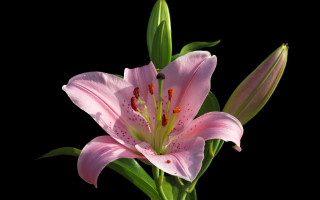 Pink flower green leaves black - a pink flower free wallpaper for desktop
