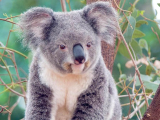 Koala bear sitting tree branch - aloysius okelly free wallpaper