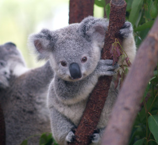 Koala climbing tree branch head 2 - australian tonalism free wallpaper