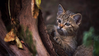 Small kitten in tree curious - a small kitten free wallpaper