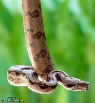 Snake hanging upside down branch 3 - free nature wallpaper