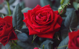 Red rose water droplets macro 30 - green leaf and water droplets free wallpaper
