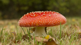 Red mushroom white dots macro - a red mushroom free wallpaper