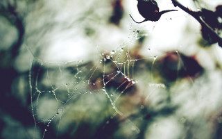 Spider web water droplets forest - a forest setting free wallpaper