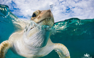 Turtle ocean sky photorealistic water - its head above the waters surface free wallpaper