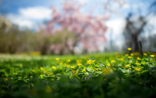 Green grass yellow flowers tree - elinor proby adams free wallpaper