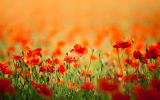 Flower field red blood fire - impressionist free wallpaper