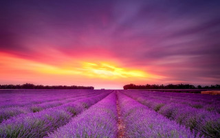 Lavender sunset clouds purple hue - a field of lavender free wallpaper