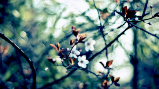 Branch white flowers green leaves 14 - soft free wallpaper