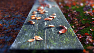 Wooden bench fall leaves bokeh - the fall season free wallpaper