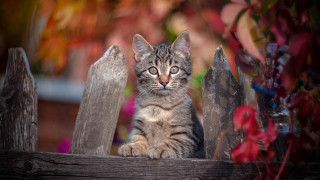 Kitten fence flower blurry depthfield - a kitten free wallpaper