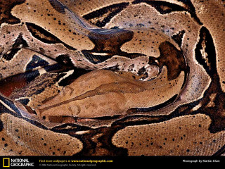 Snake closeup spotted skin black - spot free wallpaper