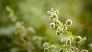 Plant leaves flowers shallowdepthfield macro - the background of the image free wallpaper