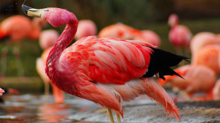 Pink flamingo water background colorful - a body of water free wallpaper for desktop