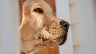 Dog fence head open eyes - dof free wallpaper