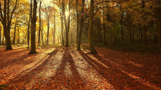 Autumn woods leaves fence city - a path free wallpaper