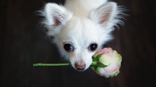 Small white dog flower mouth - elke vogelsang free wallpaper