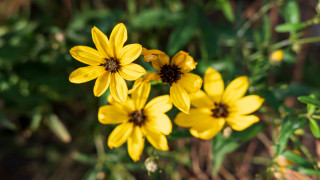 Yellow flower bokeh macro nature - yellow flower free wallpaper