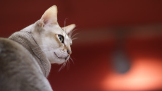 White cat brown nose shift - a black nose free wallpaper