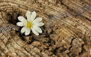 White flower wood peeling bark - a piece of wood free wallpaper
