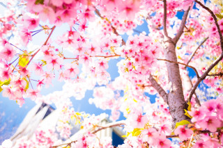 Pink sakura blossoms tree building - a picture free wallpaper for desktop