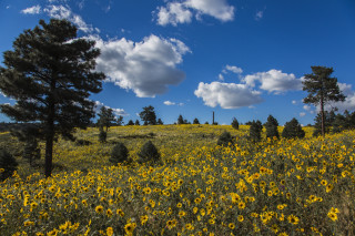 Yellow flowers trees blue sky 2 - under free wallpaper for desktop