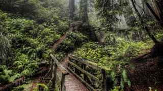 Wooden bridge forest path nature - the top free wallpaper