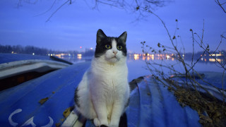 Cat boat night moon trees - dusk free wallpaper
