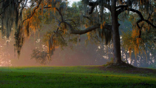Mossy tree fog park bench - a park free wallpaper