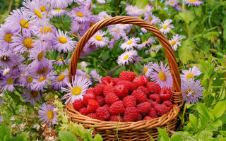 Raspberries flower field daisies bouquet - celia fiennes free wallpaper for desktop