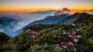 Mountain flowers sunset clouds horizon - the background and a sun setting free wallpaper
