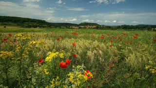 Flower field cloudy sky house - a house in the distance free wallpaper