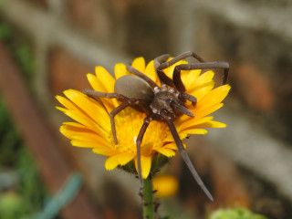 Spider yellow flower blurry macro - a brick wall in the background free wallpaper