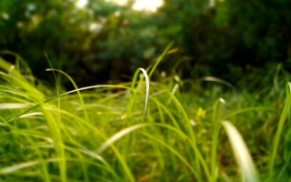 Blurry grass trees sunlight bokeh - a grassy area free wallpaper