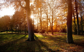 Park trees sunlight autumn leaves - tree and grass free wallpaper
