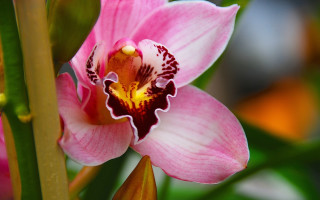 Pink flower yellow center brown - free nature wallpaper