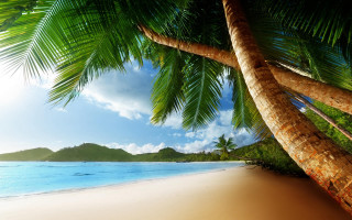 Palm beach ocean mountains scenery - bascove free wallpaper for desktop