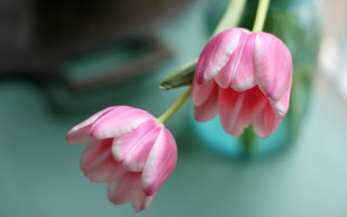 Pink flower blue vase still 2 - a blue vase free wallpaper