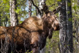 Moose woods trees bushes serious - serious free wallpaper for desktop