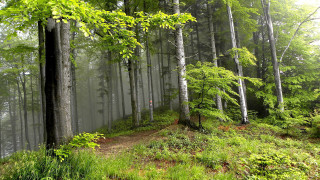 Forest dirt path foggy sky - alen divi free wallpaper