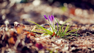 Purple flower sunset battle blurry - a blurry background free wallpaper for desktop