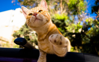 Cat roof car looking up - tachisme free wallpaper