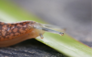 Snail green leaf macro nature - a snail free wallpaper