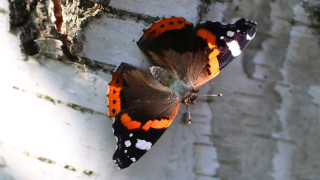 Butterfly tree branch sun ecological - female free wallpaper